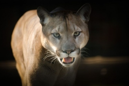 Puma w Bieruniu? Prosimy o ostrożność!
