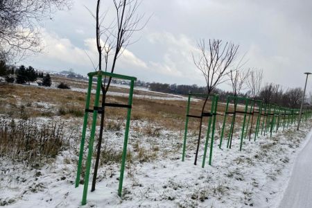 160 nowych drzew w Bieruniu