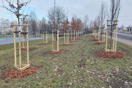 Zazieleniamy Bieruń. Ponad 100 nowych drzew w naszym mieście!