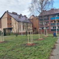 Nasadzenia w Bieruniu (IV kwartał 2025 roku) (4)