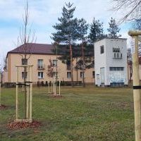 Nasadzenia w Bieruniu (IV kwartał 2025 roku) (3)