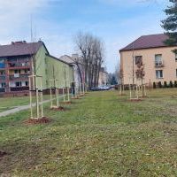 Nasadzenia w Bieruniu (IV kwartał 2025 roku) (2)