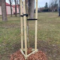 Nasadzenia w Bieruniu (IV kwartał 2025 roku) (1)