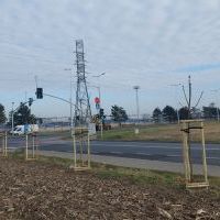 Nasadzenia w Bieruniu (IV kwartał 2025 roku) (3)