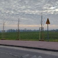 Nasadzenia w Bieruniu (IV kwartał 2025 roku) (2)