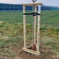 Nasadzenia w Bieruniu (IV kwartał 2025 roku) (2)