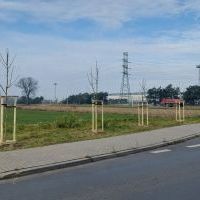 Nasadzenia w Bieruniu (IV kwartał 2025 roku) (1)