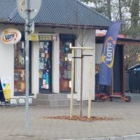 Nasadzenia w Bieruniu (IV kwartał 2025 roku) (4)