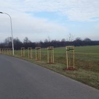 Nasadzenia w Bieruniu (IV kwartał 2025 roku) (3)