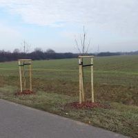 Nasadzenia w Bieruniu (IV kwartał 2025 roku) (2)