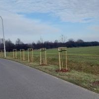 Nasadzenia w Bieruniu (IV kwartał 2025 roku) (1)