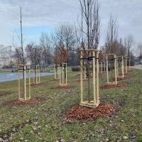 Nasadzenia w Bieruniu (IV kwartał 2025 roku) (7)