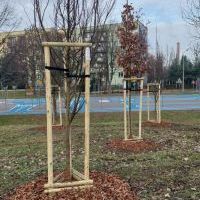 Nasadzenia w Bieruniu (IV kwartał 2025 roku) (6)