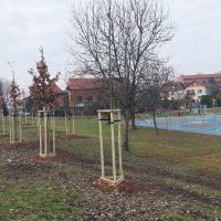 Nasadzenia w Bieruniu (IV kwartał 2025 roku) (5)