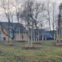 Nasadzenia w Bieruniu (IV kwartał 2025 roku) (4)