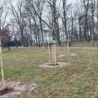 Nasadzenia w Bieruniu (IV kwartał 2025 roku)