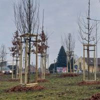 Nasadzenia w Bieruniu (IV kwartał 2025 roku) (3)