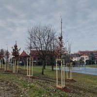 Nasadzenia w Bieruniu (IV kwartał 2025 roku) (2)