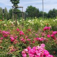 2-etapowe zielone zadanie (dwie edycje) - DWORZEC OŻYWIONY KOLORAMI KWIATÓW”  (6)