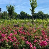 2-etapowe zielone zadanie (dwie edycje) - DWORZEC OŻYWIONY KOLORAMI KWIATÓW”  (5)