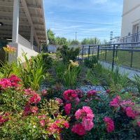 2-etapowe zielone zadanie (dwie edycje) - DWORZEC OŻYWIONY KOLORAMI KWIATÓW”  (4)