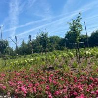 2-etapowe zielone zadanie (dwie edycje) - DWORZEC OŻYWIONY KOLORAMI KWIATÓW”  (2)