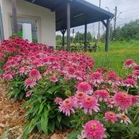 2-etapowe zielone zadanie (dwie edycje) - DWORZEC OŻYWIONY KOLORAMI KWIATÓW”  (2)