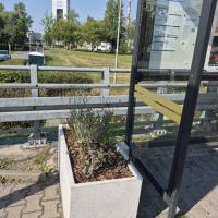 Zielone przystanki (12)
