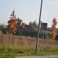 Nasadzenia wzdłuż ulicy Wylotowej