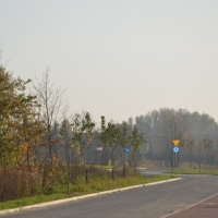 Nasadzenia wzdłuż ulicy Wylotowej