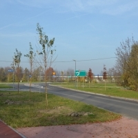 Nasadzenia wzdłuż ulicy Wylotowej
