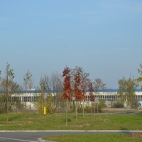 Nasadzenia wzdłuż ulicy Wylotowej