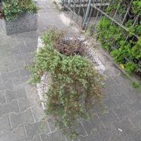 Otoczenie Kapliczki przed metamorfozą