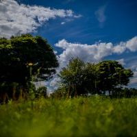 Mini Arboretum