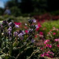 Mini Arboretum
