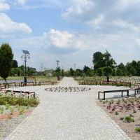 Mini Arboretum 