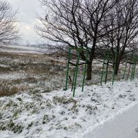 Nowe nasadzenia (6)