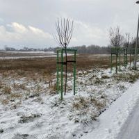 Nowe nasadzenia (7)